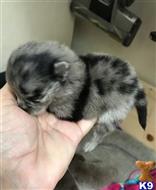 pomeranian puppy posted by Jessica reynolds